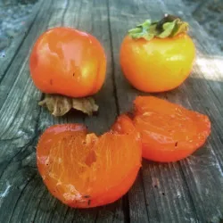Scion de Kaki Tomatero cultivé dans le Tarn - résistant aux maladies - compatible Agriculture Bio