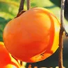 Scion de Kaki Tone Wase cultivé dans le Tarn - résistant aux maladies - compatible Agriculture Bio