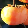 Scion de Kaki Tone Wase cultivé dans le Tarn - résistant aux maladies - compatible Agriculture Bio