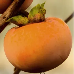 Scion de Kaki Vanilla cultivé dans le Tarn - résistant aux maladies - compatible Agriculture Bio