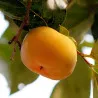 Scion de Virginiana Meader cultivé dans le Tarn - résistant aux maladies - compatible Agriculture Bio