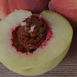 Scion de Pêcher Août de la Combe cultivé dans le Tarn - Résistant à la cloque - compatible Agriculture Biologique