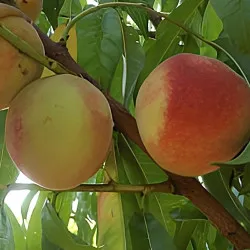 Scion de Pêcher Août de la Combe cultivé dans le Tarn - Résistant à la cloque - compatible Agriculture Biologique