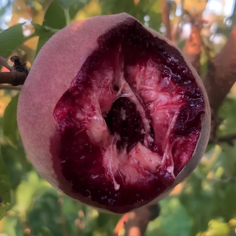 Scion de Pêcher Carota cultivé dans le Tarn - Résistant à la cloque - compatible Agriculture Biologique