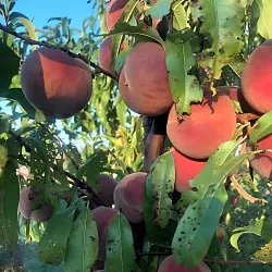 Scion de Pêcher Carota cultivé dans le Tarn - Résistant à la cloque - compatible Agriculture Biologique