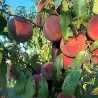 Scion de Pêcher Carota cultivé dans le Tarn - Résistant à la cloque - compatible Agriculture Biologique