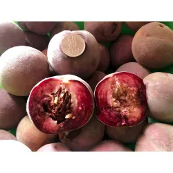 Scion de Pêcher Carota cultivé dans le Tarn - Résistant à la cloque - compatible Agriculture Biologique