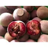 Scion de Pêcher Carota cultivé dans le Tarn - Résistant à la cloque - compatible Agriculture Biologique