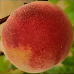Scion de Pêcher Chapuis cultivé dans le Tarn - Résistant à la cloque - compatible Agriculture Biologique
