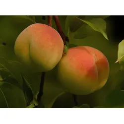 Scion de Pêcher Grosse Mignonne cultivé dans le Tarn - Résistant à la cloque - compatible Agriculture Biologique