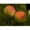 Scion de Pêcher Grosse Mignonne cultivé dans le Tarn - Résistant à la cloque - compatible Agriculture Biologique