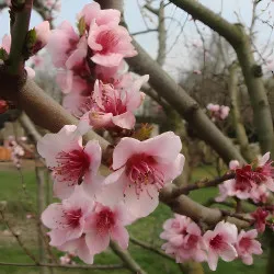 Scion de Pêcher Grosse Mignonne cultivé dans le Tarn - Résistant à la cloque - compatible Agriculture Biologique