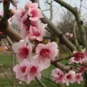 Scion de Pêcher Grosse Mignonne cultivé dans le Tarn - Résistant à la cloque - compatible Agriculture Biologique