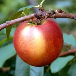 Scion de Nectarinier Lord Napier cultivé dans le Tarn - Résistant à la cloque - compatible Agriculture Biologique