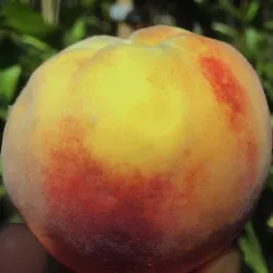 Scion de Pêcher Reine des vergers cultivé dans le Tarn - Résistant à la cloque - compatible Agriculture Biologique