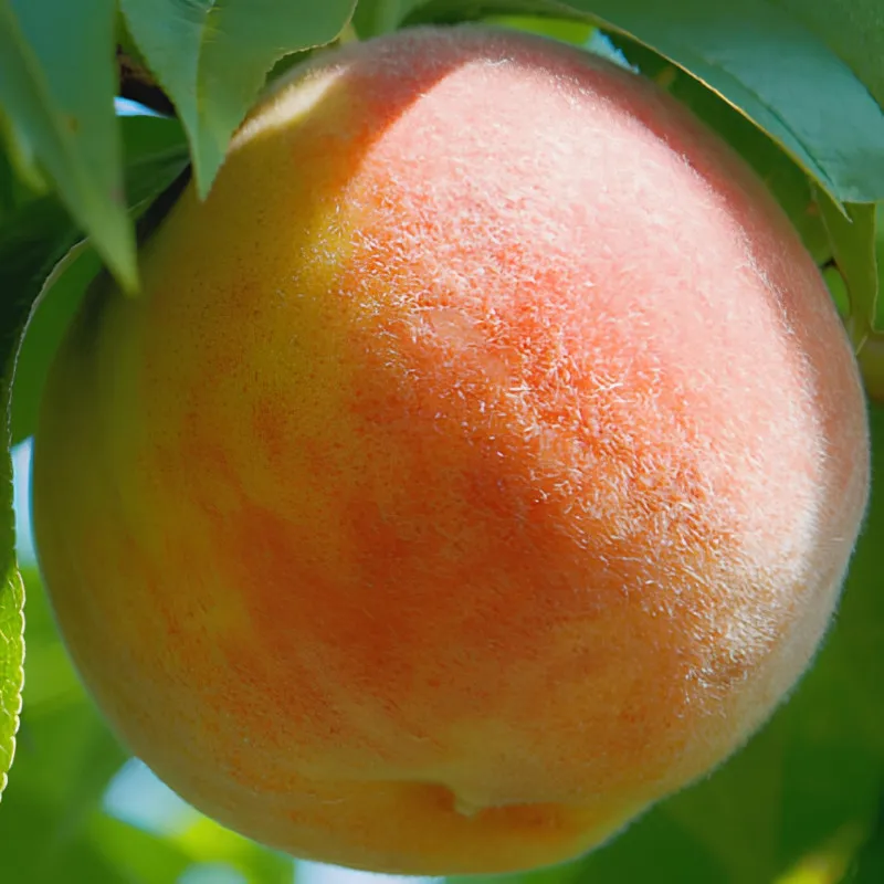 Scion de Pêcher Roussane de Juillet cultivé dans le Tarn - Résistant à la cloque - compatible Agriculture Biologique
