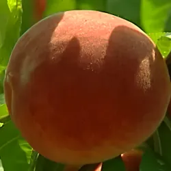 Scion de Pêcher Roussane de Rodez cultivé dans le Tarn - Résistant à la cloque - compatible Agriculture Biologique