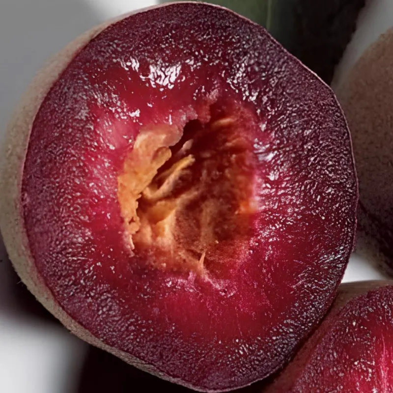Scion de Pêcher Sanguine Saint Laurent cultivé dans le Tarn - Résistant à la cloque - compatible Agriculture Biologique