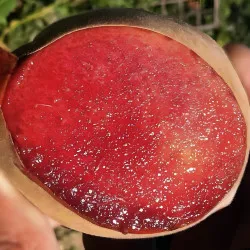 Scion de Pavie Sanguine Tardive cultivé dans le Tarn - Résistant à la cloque - compatible Agriculture Biologique