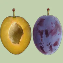 Scion de Prunier Cacak Précoce cultivé dans le Tarn - résistant aux maladies - compatible Agriculture Bio