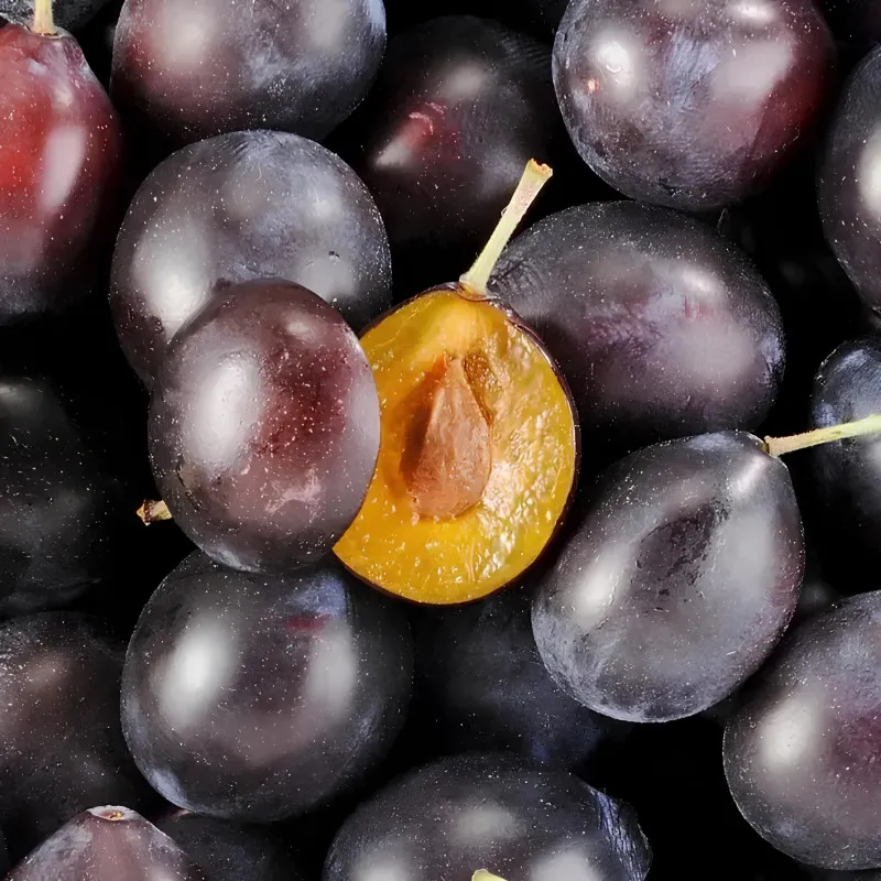 Scion de Prunier Datil cultivé dans le Tarn - résistant aux maladies - compatible Agriculture Bio