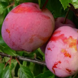 Scion de Prunier Excalibur cultivé dans le Tarn - résistant aux maladies - compatible Agriculture Bio