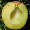Scion de Prunier Excalibur cultivé dans le Tarn - résistant aux maladies - compatible Agriculture Bio