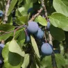 Scion de Prunier Saint Antonin cultivé dans le Tarn - résistant aux maladies - compatible Agriculture Bio