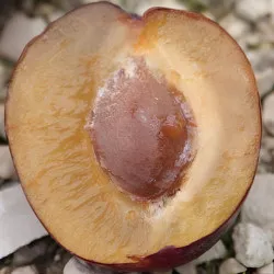 Scion de Prunier Saint Antonin cultivé dans le Tarn - résistant aux maladies - compatible Agriculture Bio