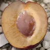 Scion de Prunier Saint Antonin cultivé dans le Tarn - résistant aux maladies - compatible Agriculture Bio