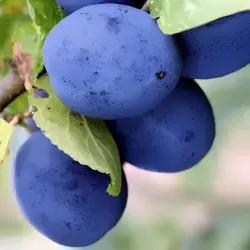 Scion de Prunier Czar cultivé dans le Tarn - résistant aux maladies - compatible Agriculture Bio