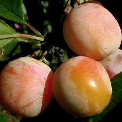 Scion de Prunier Mirabelle de Nancy cultivé dans le Tarn - résistant aux maladies - compatible Agriculture Bio