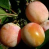 Scion de Prunier Mirabelle de Nancy cultivé dans le Tarn - résistant aux maladies - compatible Agriculture Bio