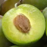 Scion de Prunier Reine-Claude cultivé dans le Tarn - résistant aux maladies - compatible Agriculture Bio
