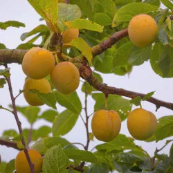 Scion de Prunier Reine-Claude Dorée cultivé dans le Tarn - résistant aux maladies - compatible Agriculture Bio