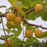 Scion de Prunier Reine-Claude Dorée cultivé dans le Tarn - résistant aux maladies - compatible Agriculture Bio