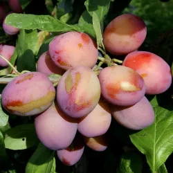 Scion de Prunier Reine-Claude Victoria cultivé dans le Tarn - résistant aux maladies - compatible Agriculture Bio