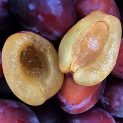 Scion de Prunier Reine-Claude Victoria cultivé dans le Tarn - résistant aux maladies - compatible Agriculture Bio