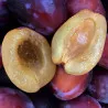 Scion de Prunier Reine-Claude Victoria cultivé dans le Tarn - résistant aux maladies - compatible Agriculture Bio