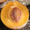 Scion de Prunier Sainte Catherine cultivé dans le Tarn - résistant aux maladies - compatible Agriculture Bio