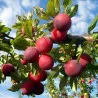 Scion de Prunier Santa Rosa cultivé dans le Tarn - résistant aux maladies - compatible Agriculture Bio