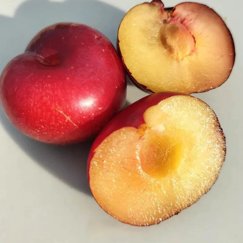 Scion de Prunier Santa Rosa cultivé dans le Tarn - résistant aux maladies - compatible Agriculture Bio