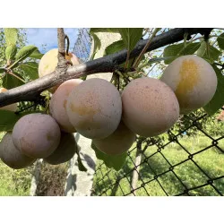 Scion de Prunier Sainte Catherine cultivé dans le Tarn - résistant aux maladies - compatible Agriculture Bio