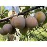 Scion de Prunier Sainte Catherine cultivé dans le Tarn - résistant aux maladies - compatible Agriculture Bio
