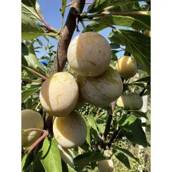 Scion de Prunier Sainte Catherine cultivé dans le Tarn - résistant aux maladies - compatible Agriculture Bio