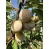 Scion de Prunier Sainte Catherine cultivé dans le Tarn - résistant aux maladies - compatible Agriculture Bio