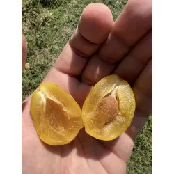 Scion de Prunier Sainte Catherine cultivé dans le Tarn - résistant aux maladies - compatible Agriculture Bio