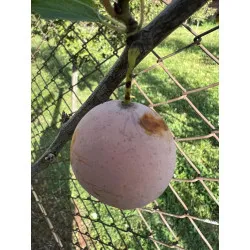 Scion de Prunier Sainte Catherine cultivé dans le Tarn - résistant aux maladies - compatible Agriculture Bio