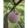 Scion de Prunier Sainte Catherine cultivé dans le Tarn - résistant aux maladies - compatible Agriculture Bio