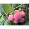 Scion de Prunier Mirabelle de Nancy cultivé dans le Tarn - résistant aux maladies - compatible Agriculture Bio